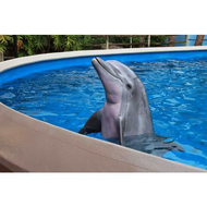 Delfin-in-der-dolphin-nursery