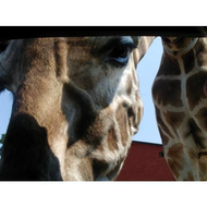 Na-die-giraffe-passt-doch-fast-ins-auto-zumindest-der-kopf