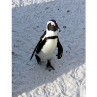 Die-pinguinkolonie