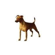 Zwergpinscher