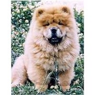 Chow-chow