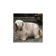 Bearded-collie