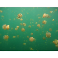 Jelly-fish-lake