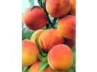 Granini-trinkgenuss-aprikose