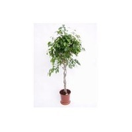 Ficus-benjamin