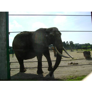 Safari-freizeitpark-schloss-holte-stuckenbrock